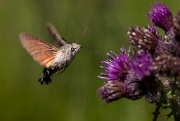 Kolibrievlinder 2- 001